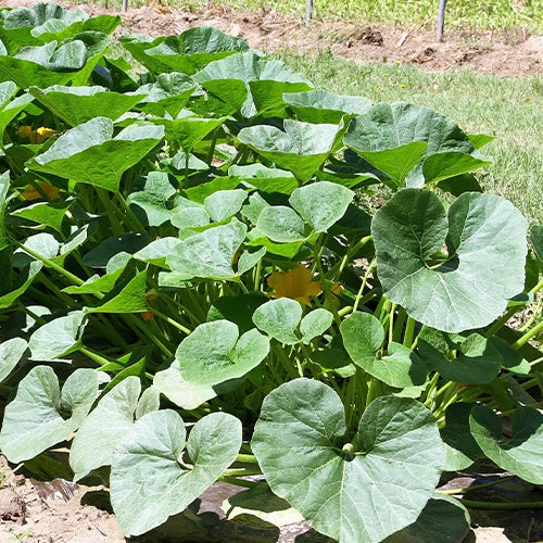 Cucurbita maxima Potimarron - Reuzenpompoen 'Potimarron' - Pompoenzaden