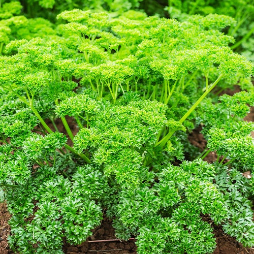 Krulpeterselie donkergroen - Bakker