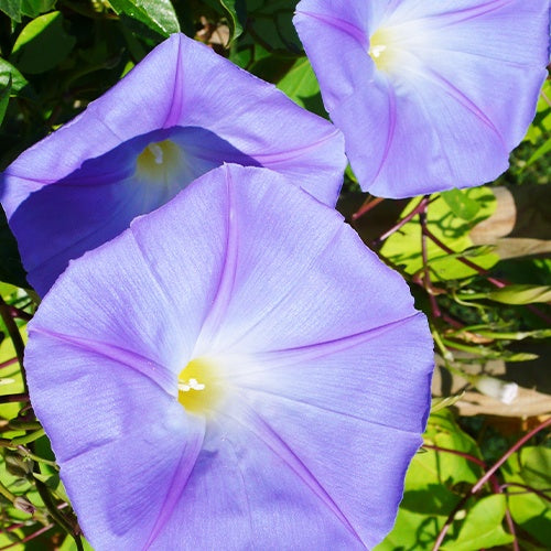 Ipomoea grandiflora - Klimmende winde 'Grandiflora' - Klimplanten