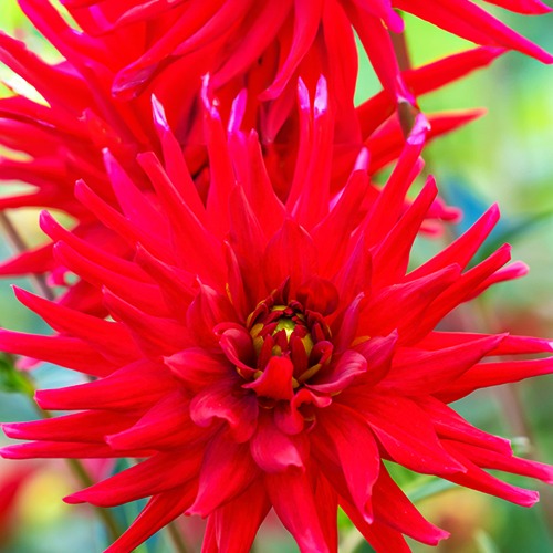 Dahlia 'Red Pigmy' (x3) - Dahlia Red Pigmy - Bakker