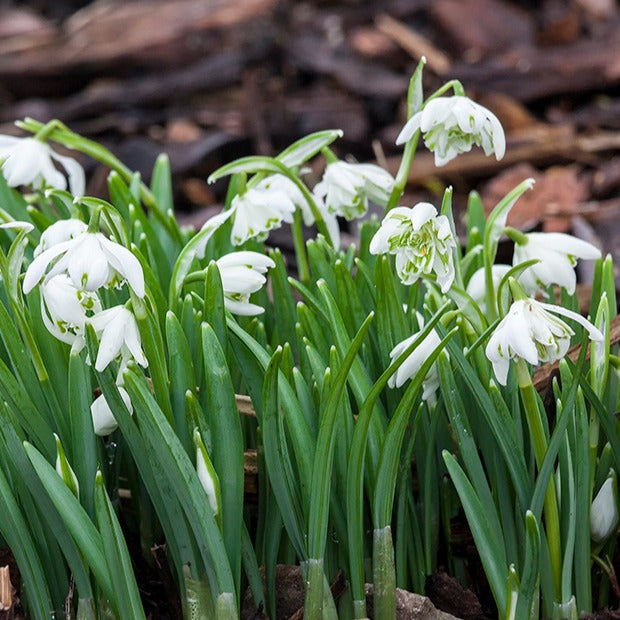 Sneeuwklokje 'Flore Pleno' (x10) - Bakker