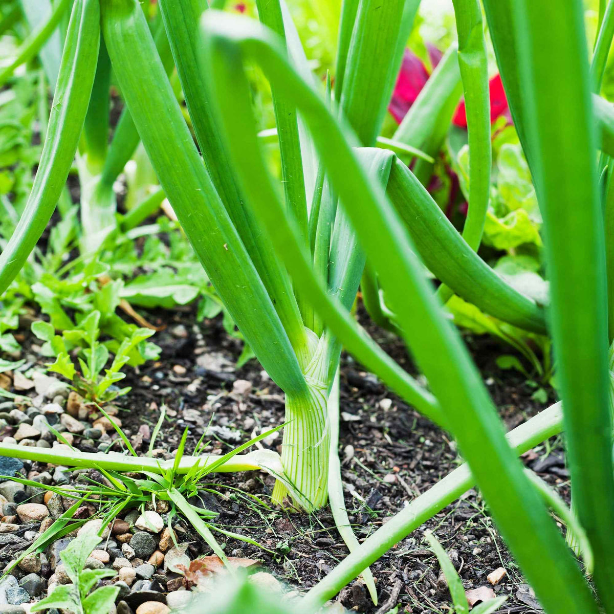 Ui 'Centurion F1' - Allium cepa centurion f1 - Bakker