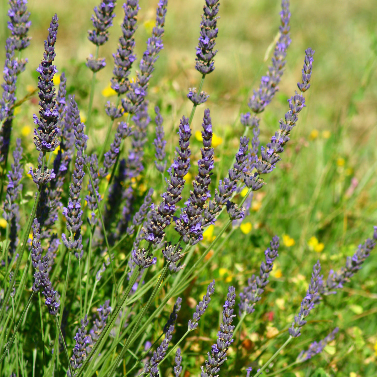 Lavandula angustifolia Grosso - Lavendel 'Grosso' - Lavendel