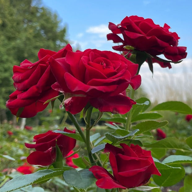 Grootbloemige roos 'Barkarole' - Bakker