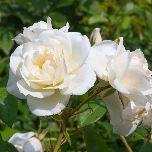 Grootbloemige roos 'White Symphony' - Rosa White Symphony - Bakker