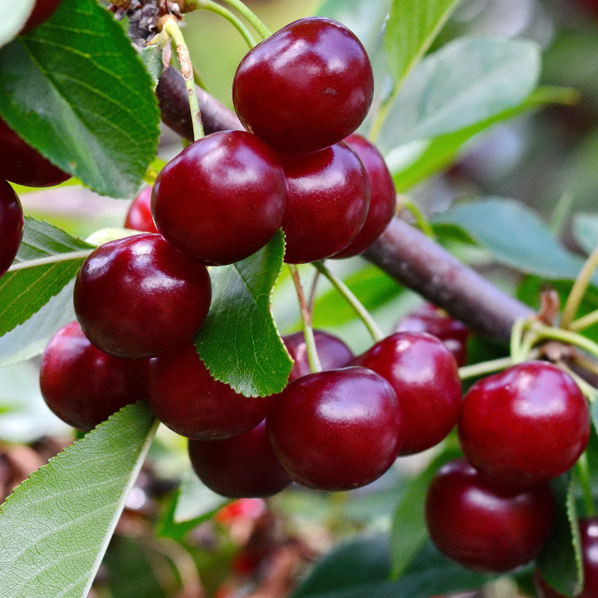 Prunus avium Van - Zoete kers 'Bigarreau Van' - Kersenbomen