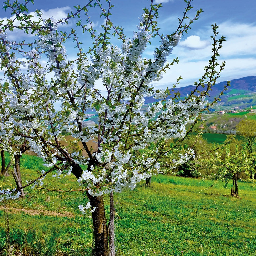 Zoete kers 'Bigarreau Van' - Prunus avium Van - Bakker