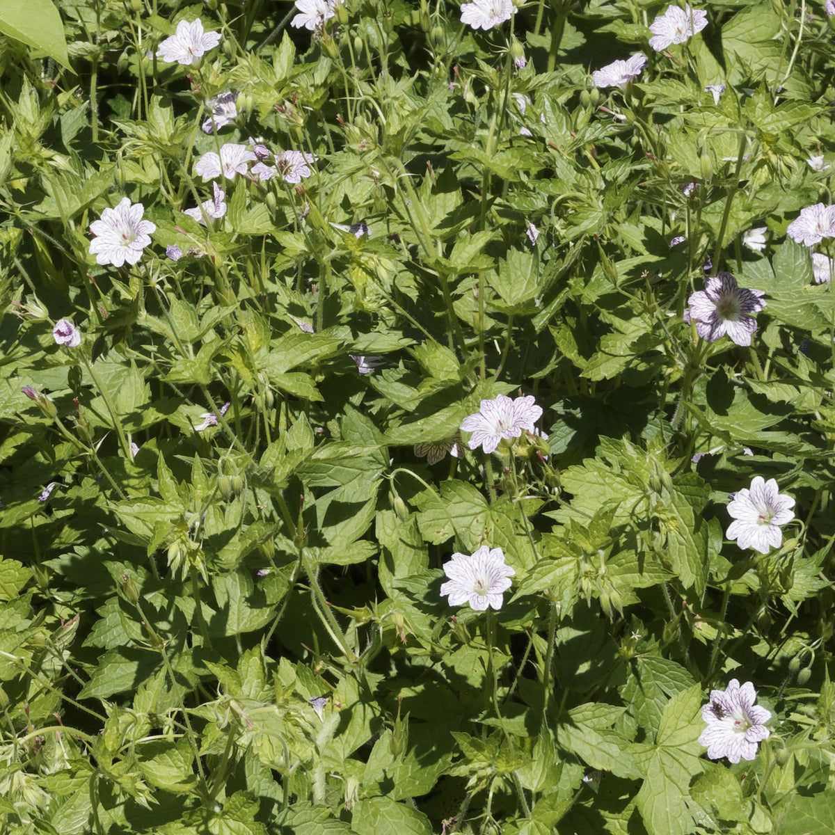 Winterharde geranium Mix 'Katharine Adèle' + hymalayense (x9) - Geranium oxonianum katharine adèle , himalayense, - Bakker