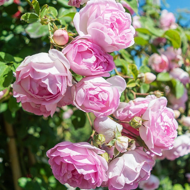 Klimroos 'Jasmina Korcentex' - Rosa jasmina korcentex - Bakker
