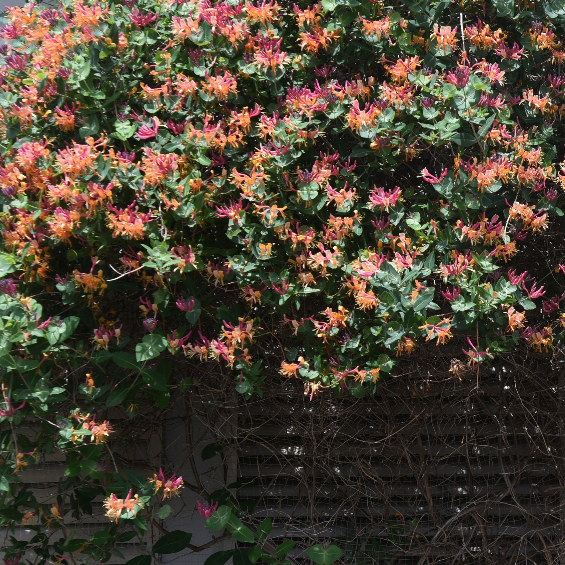 Kamperfoelie 'Goldflame' - Lonicera heckrotii goldflame - Bakker