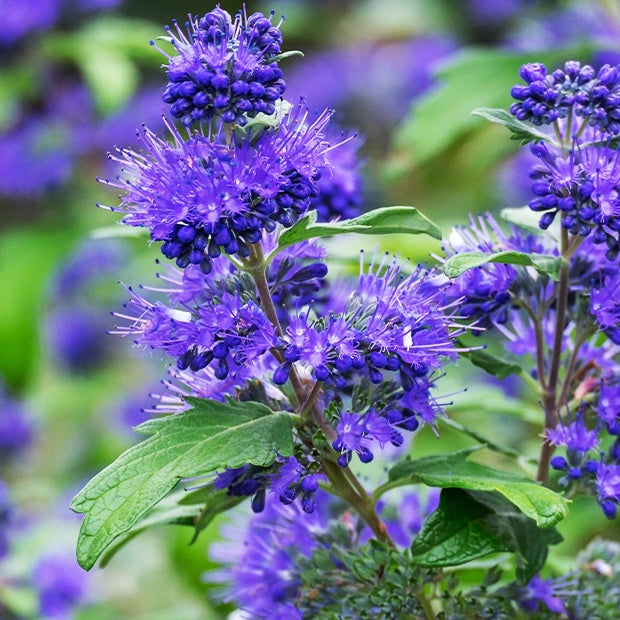 Blauwe spirea 'Blauer Spatz' - Bakker