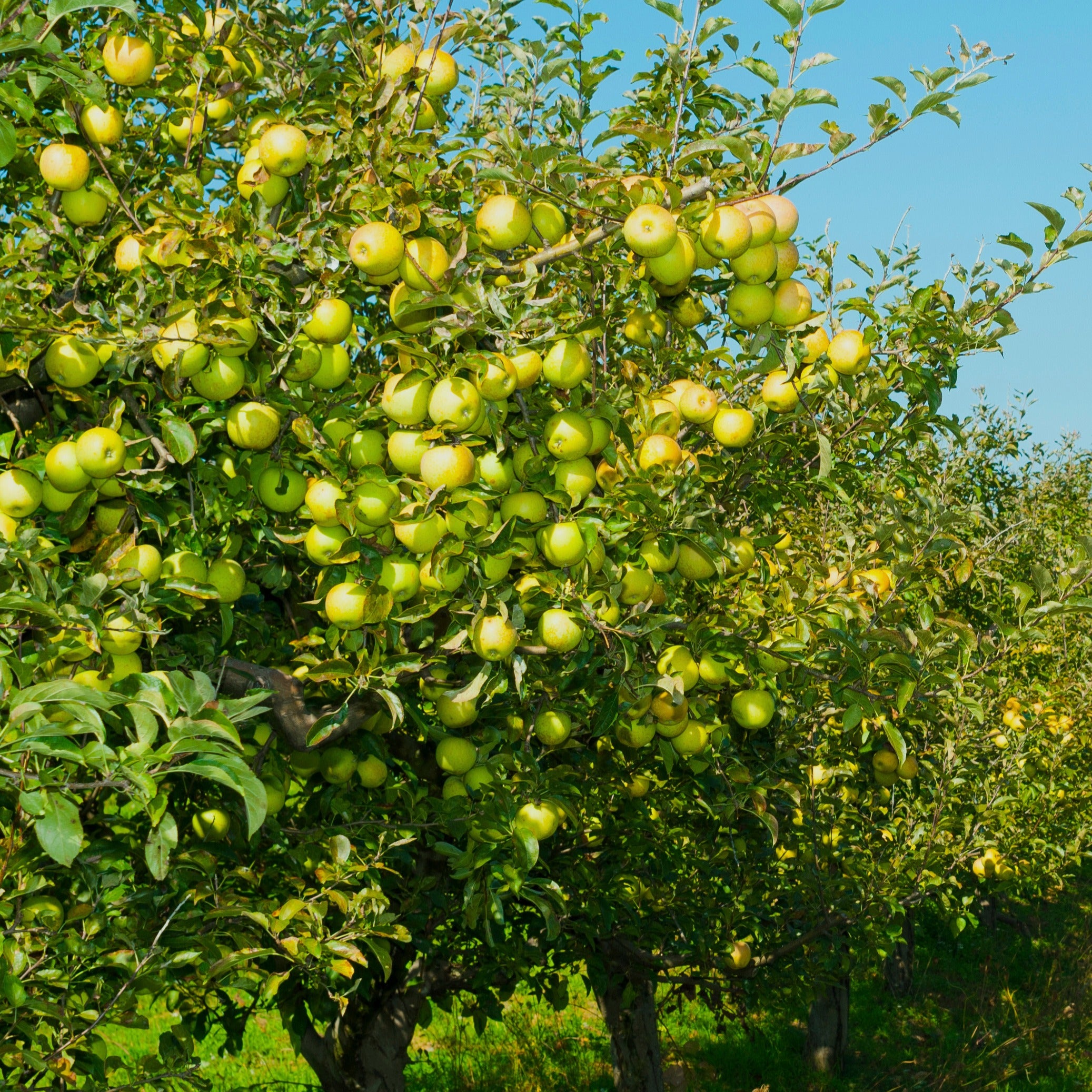 Malus 'Braeburn', 'Golden Delicious', 'Malus Gala' - Mezcla de 3 - Maceta 9cm - Altura 60-70cm Malus 'Braeburn', 'Golden Delicious', 'Malus Gala' - Mezcla de 3 - Maceta 9cm - Altura 60-70cm