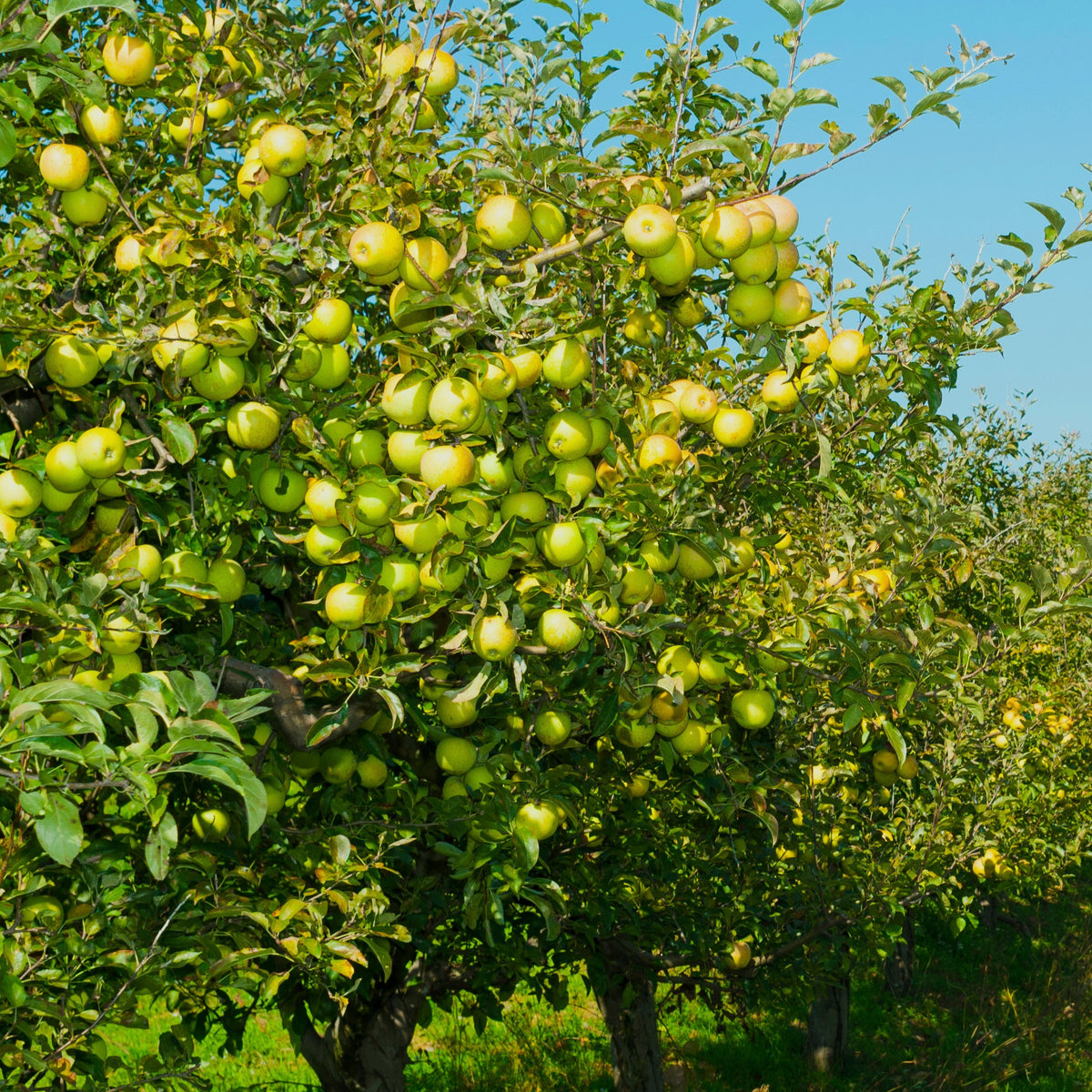 Malus domestica Golden Delicious - Appelboom 'Golden Delicious' - Appelbomen