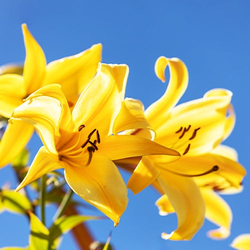 Trompetlelies Golden Splendour (x3) - Bakker