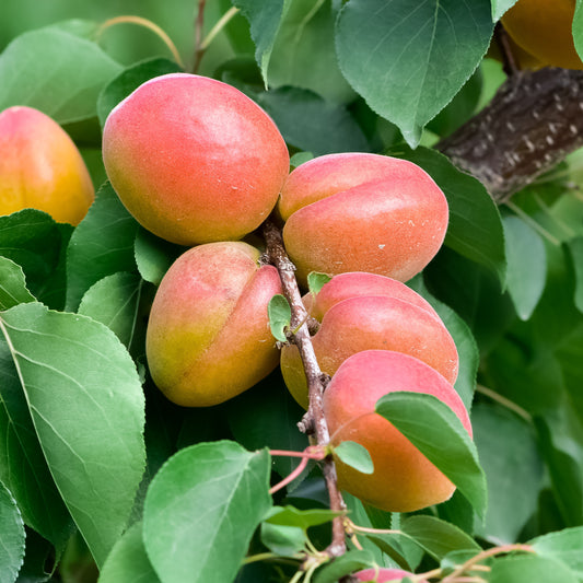 Abrikozenboom 'Bergeron' - Prunus armeniaca Bergeron - Fruitbomen