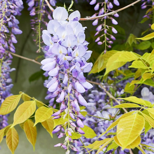 Blauwe regen - op stam - Bakker