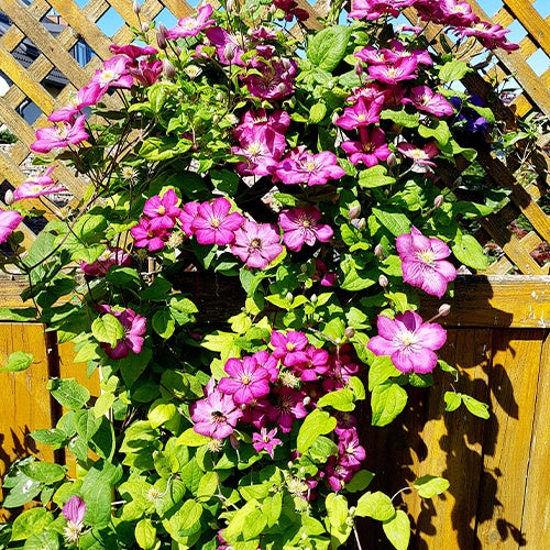 Bosrank 'Ville de Lyon' - Bakker