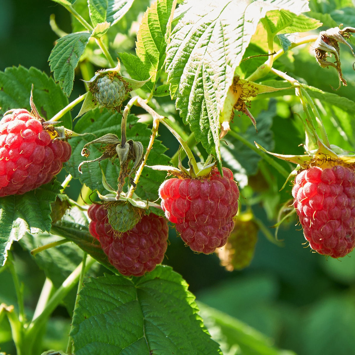 Frambooos - Framboos Collectie: Marastar, Fallgold, Sumo - Rubus idaeus Marastar ®, Sumo 2, Fallgold
