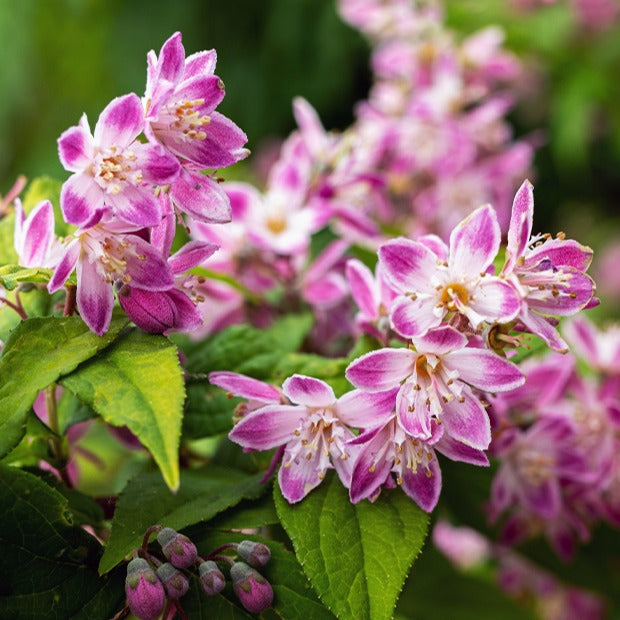 Bruidsbloem 'Strawberry Field' - Deutzia Strawberry Field - Bakker