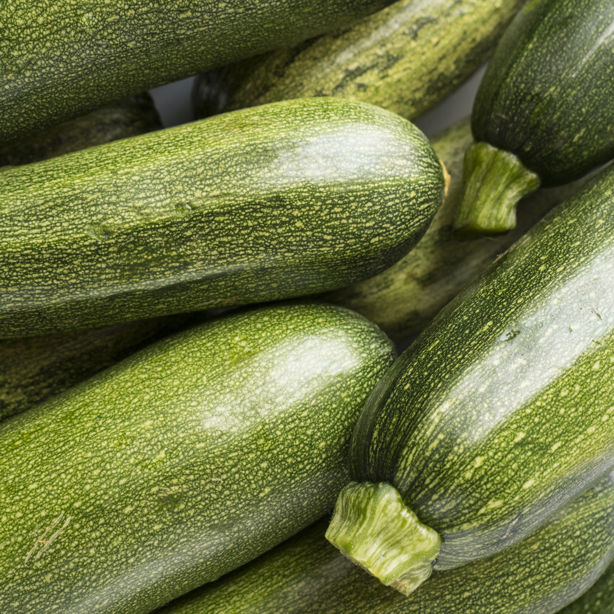Courgette 'Tarmino F1' - Cucurbita pepo Tarmino F1 - Bakker