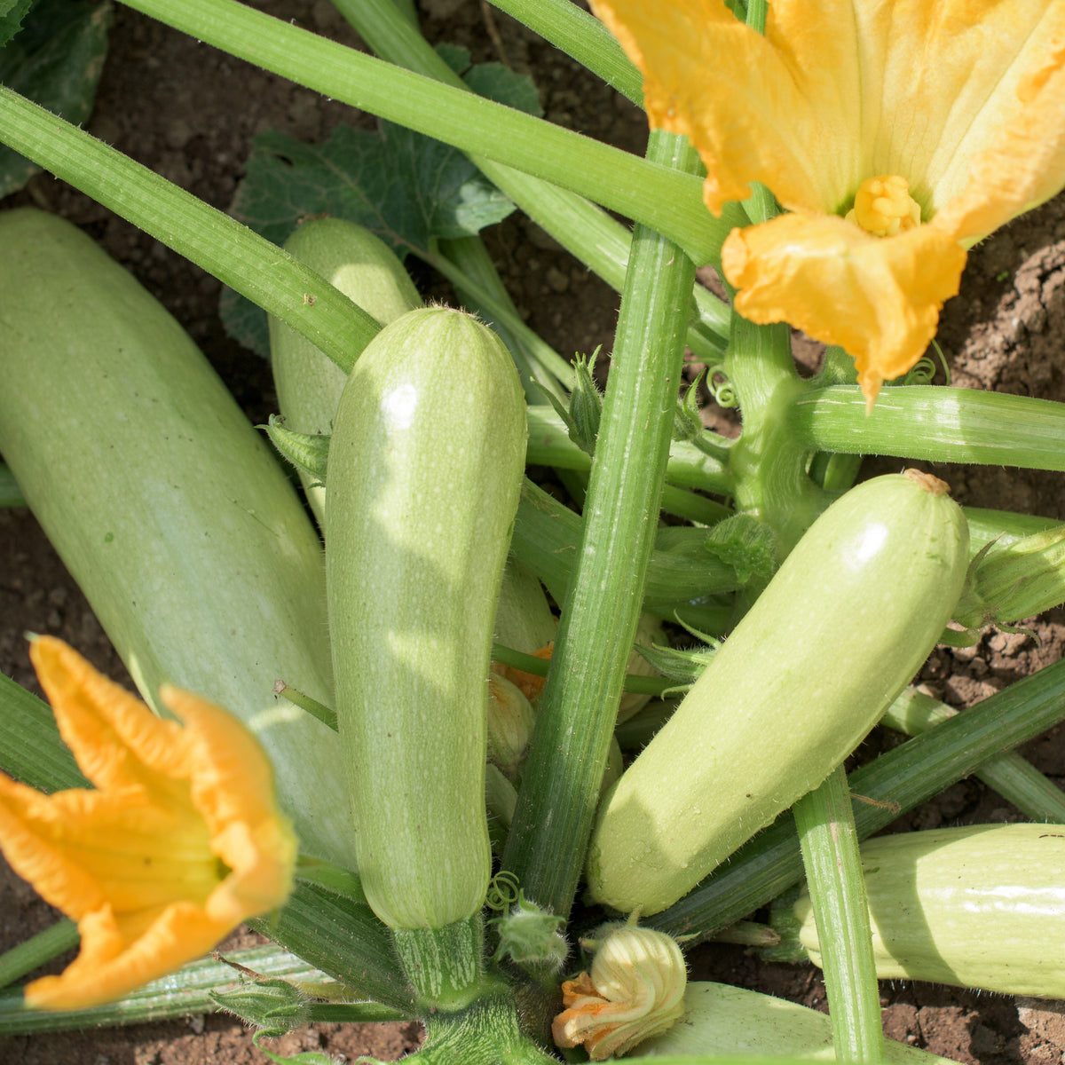 Courgette 'Lorea' - Bakker