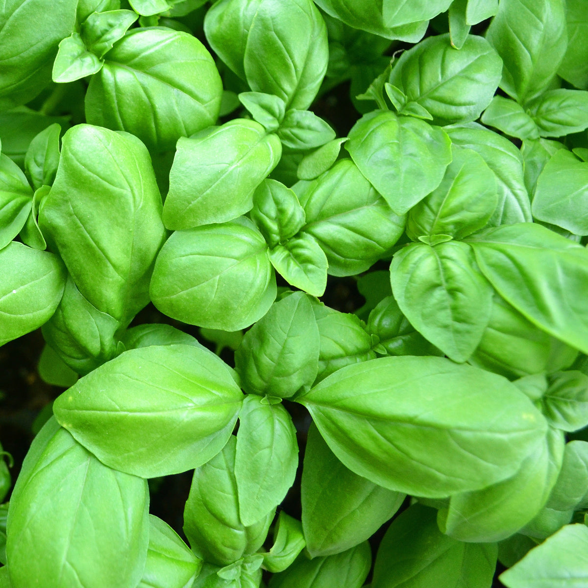 Basilicumplant - groot - Ocimum basilicum - Bakker