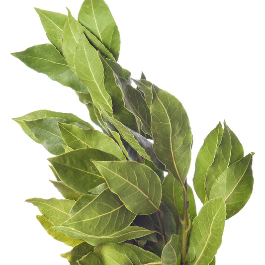 Echte laurier - Laurus nobilis - Moestuin