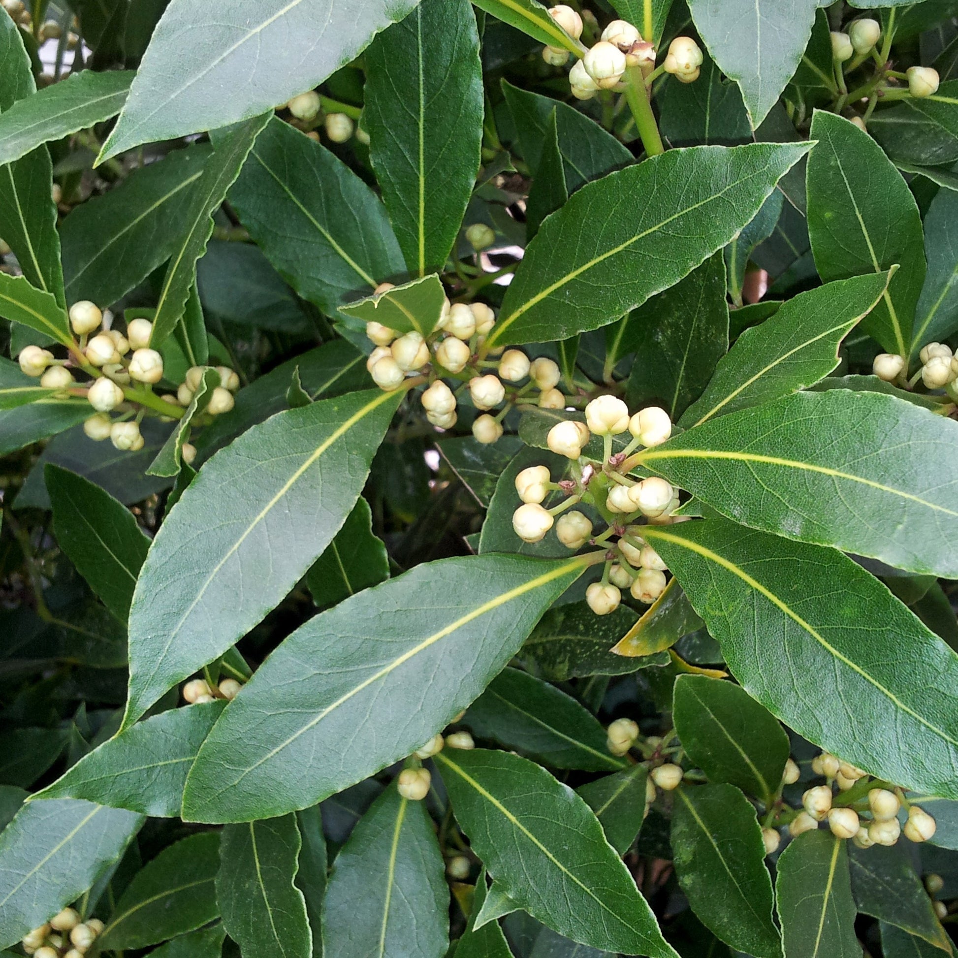 Echte laurier - Laurus nobilis - Bakker