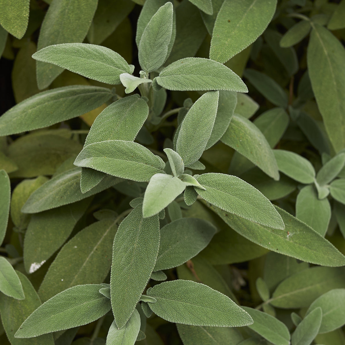 Echte salie - Salvia officinalis - Bakker