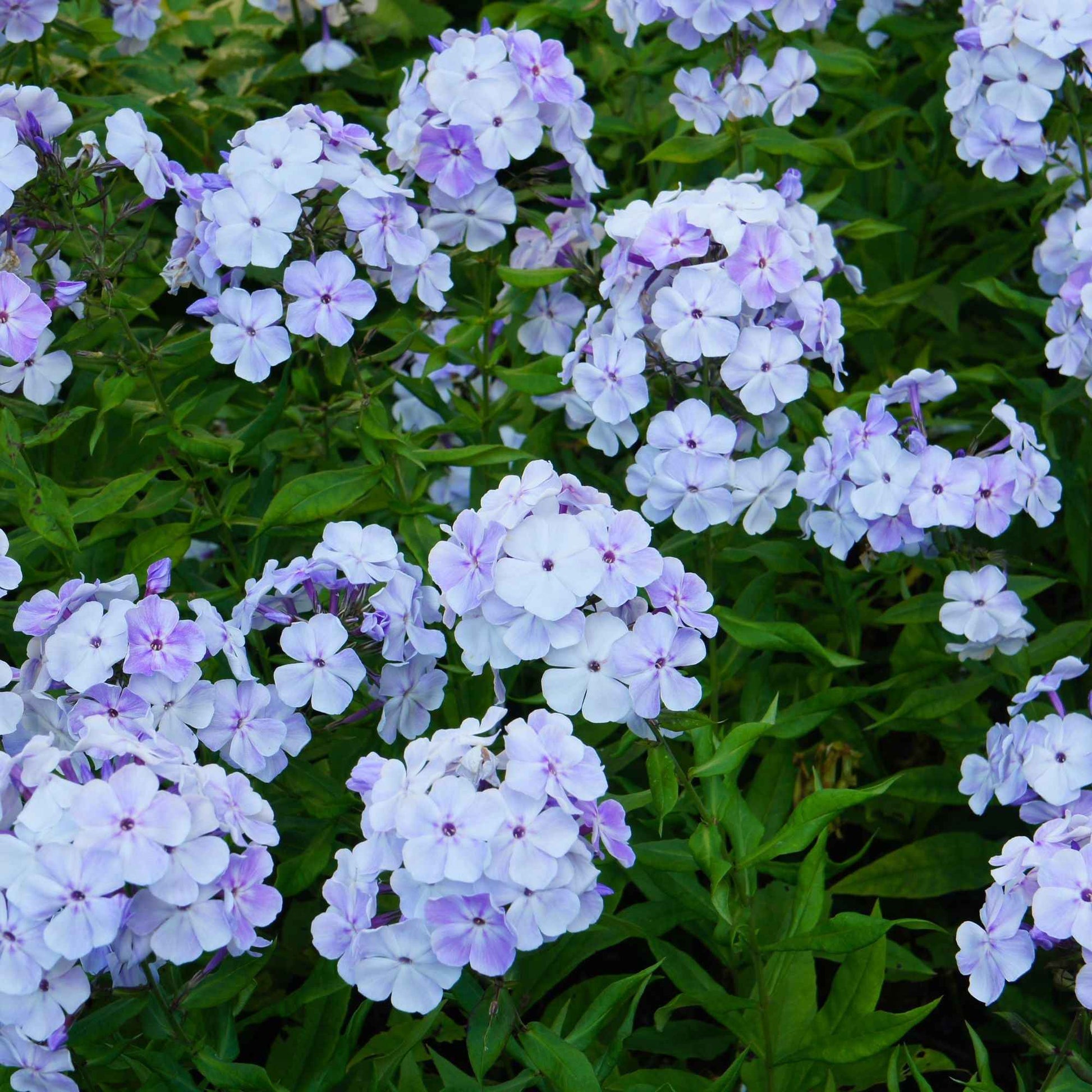 Vlambloem - rood + wit + blauw (x3) - Phlox paniculata - Bakker