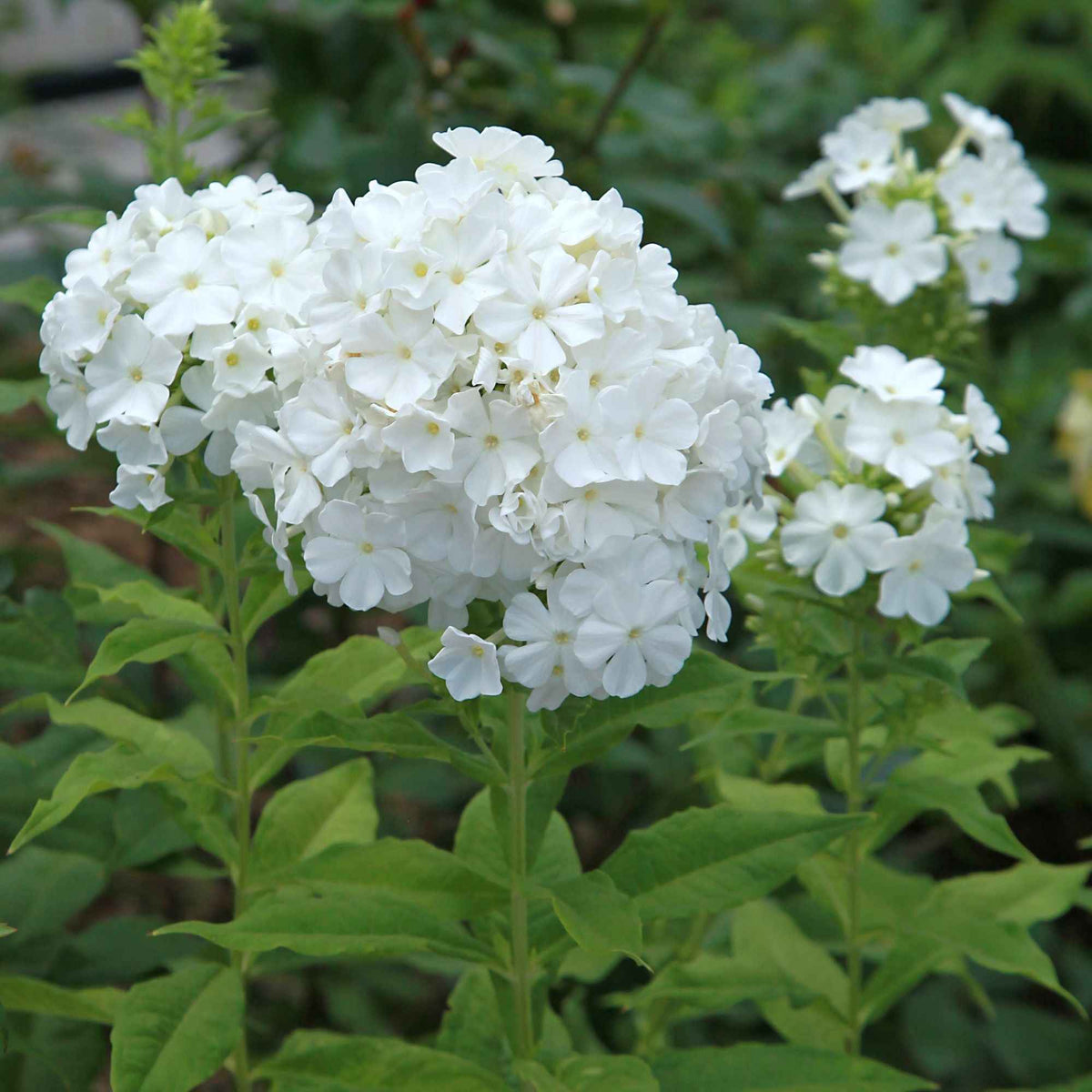Phlox - Vlambloem - rood + wit + blauw (x3) - Phlox paniculata