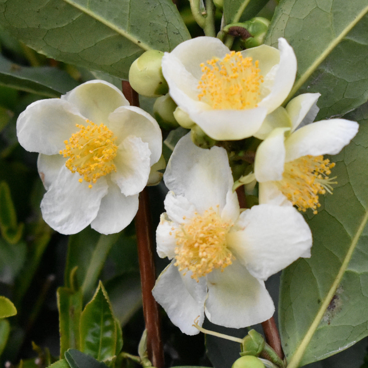 Camellia sinensis - Theeplant - Kamerplanten voor binnen