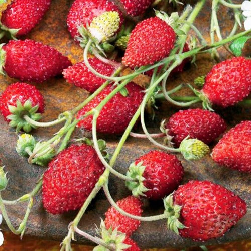 Bosaardbei 'Rügen' - Fragaria vesca ruegen - Bakker
