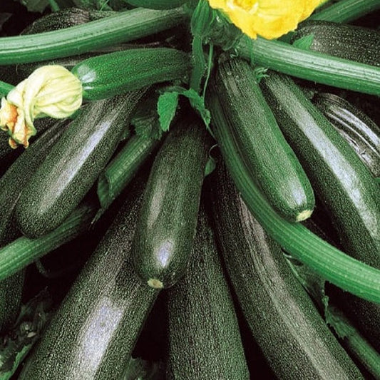 Courgette 'Ambassador F1' - Cucurbita pepo ambassador f1 - Moestuin