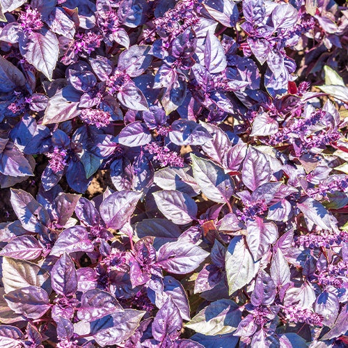 Biologische kruiden - Basilicum 'Dark Opal' - BIO - Ocimum basilicum dark opal