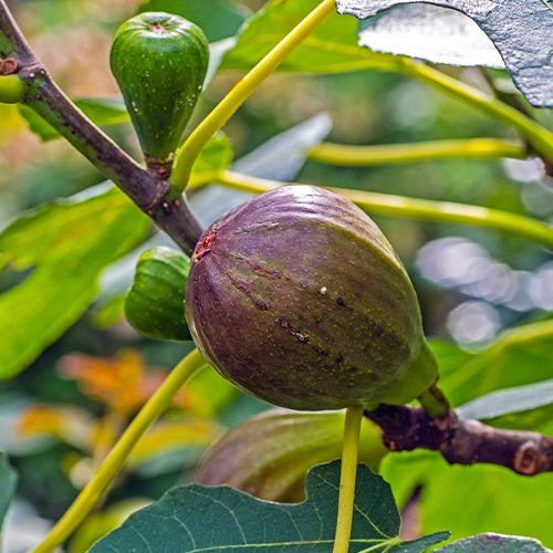 Vijgenboom op stam - Ficus carica Brown Turkey - Bakker