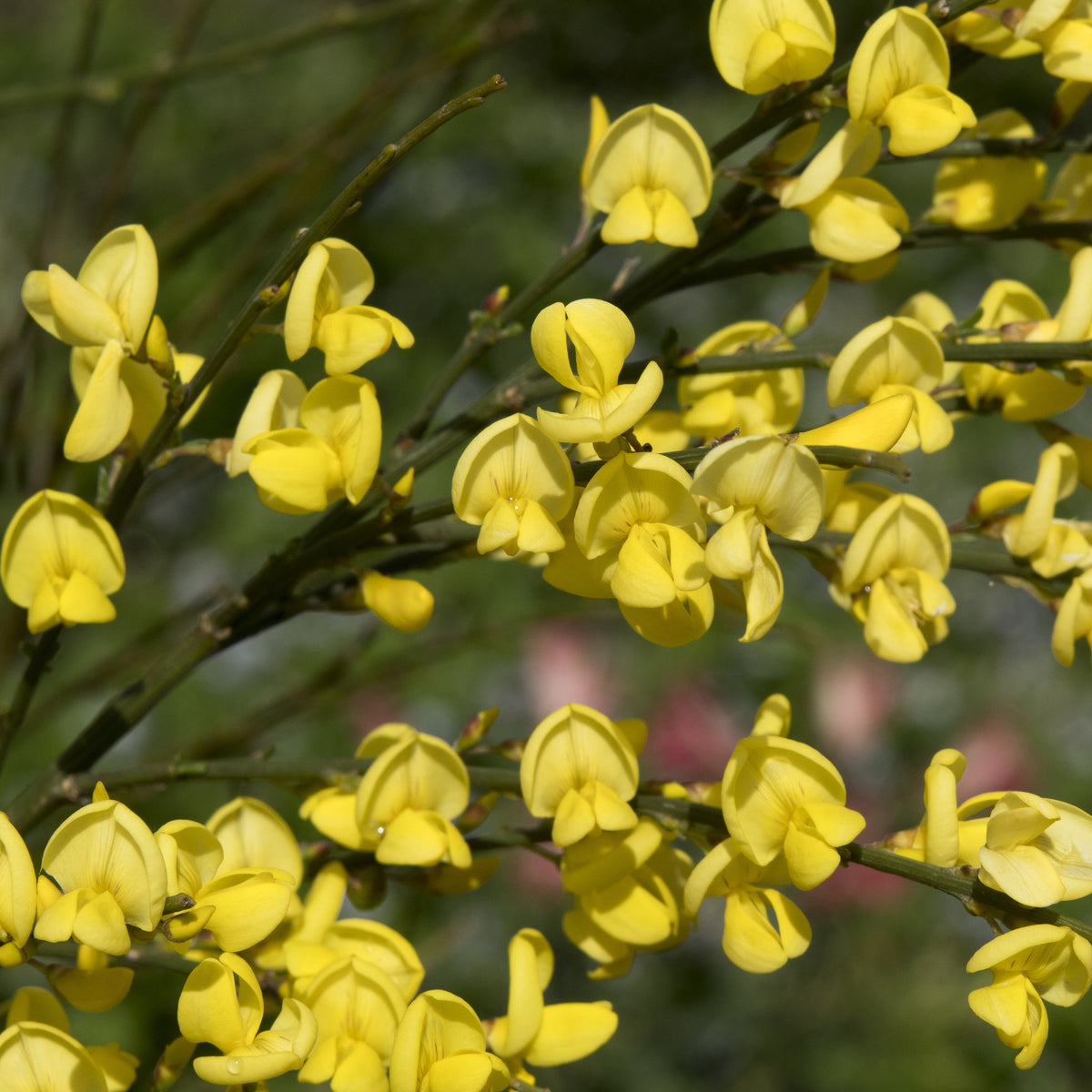 Brem 'Allgold' - Bakker