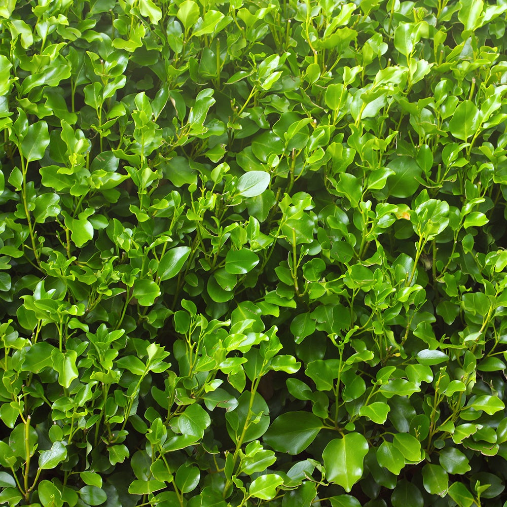 Griselinia - Bakker