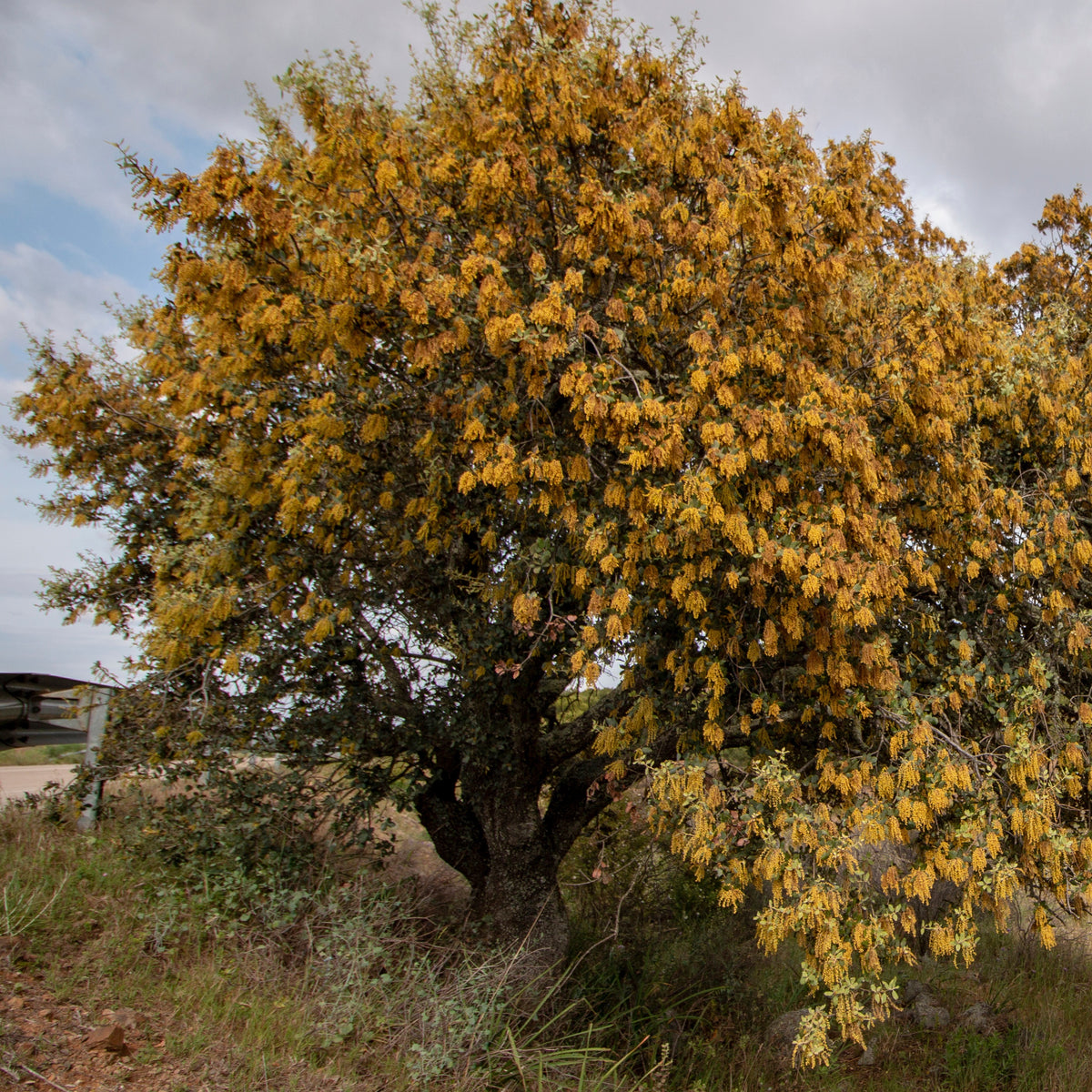 Quercus ilex - Steeneik - Eik