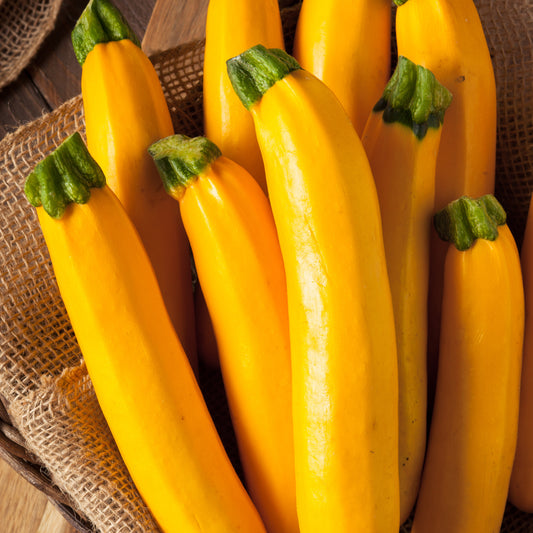 Courgette 'Lingodor F1' - Bakker