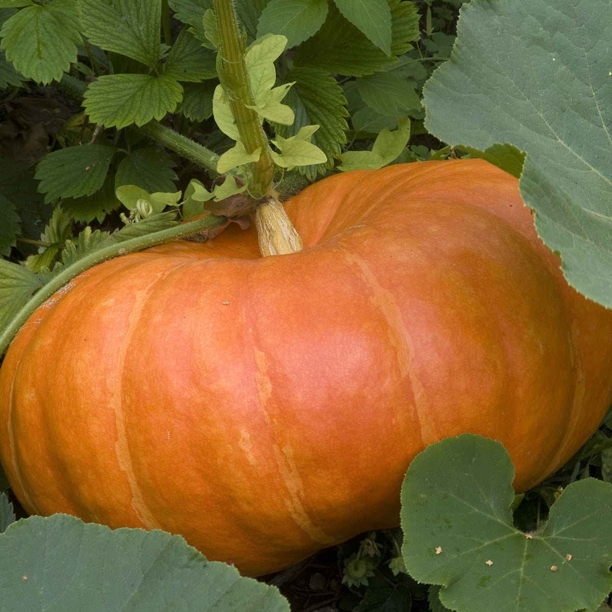 Pompoen 'Etampes' - Cucurbita maxima - Bakker