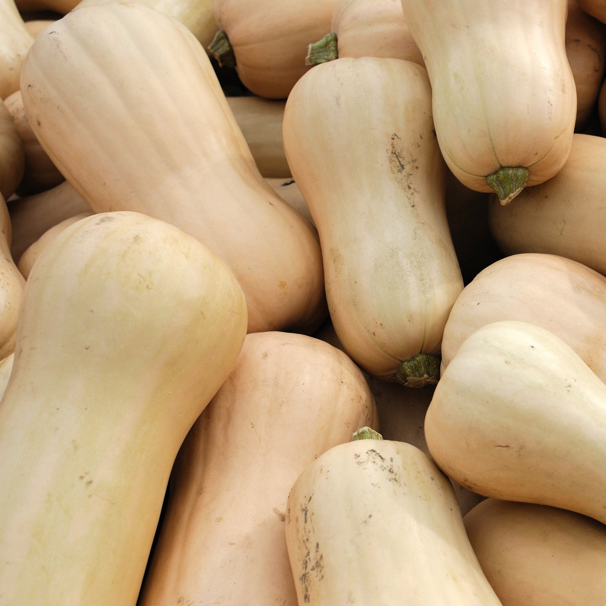 Flespompoen 'Butternut Sibelle' - Bakker