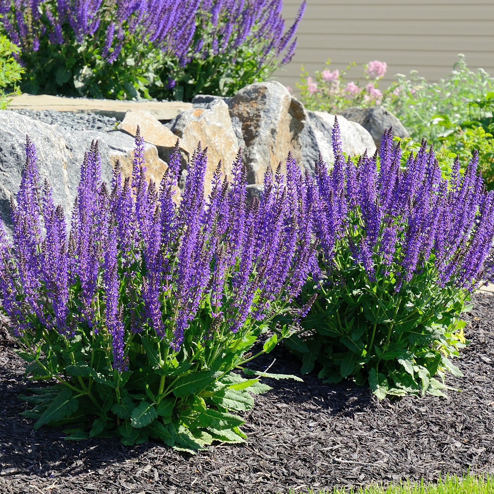 Salie 'Blaukönigin' - Salvia nemorosa Blaukönigin - Bakker