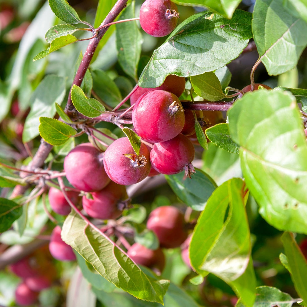 Appel Red Sentinel - Bakker