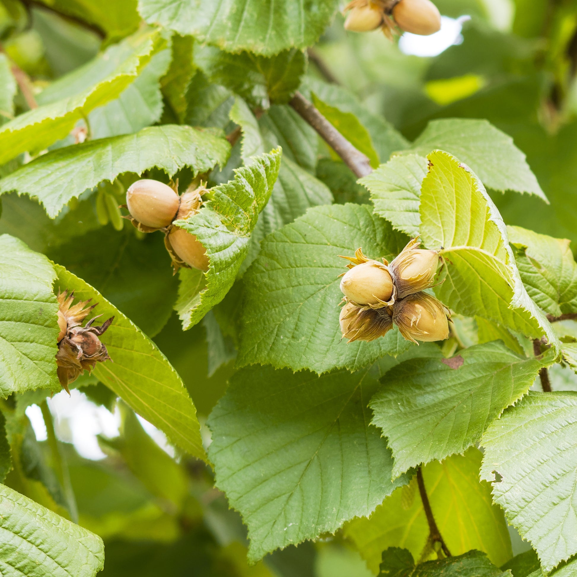 Hazelaar 'Ronde de Piémont' - Corylus avellana Ronde du Piémont - Bakker