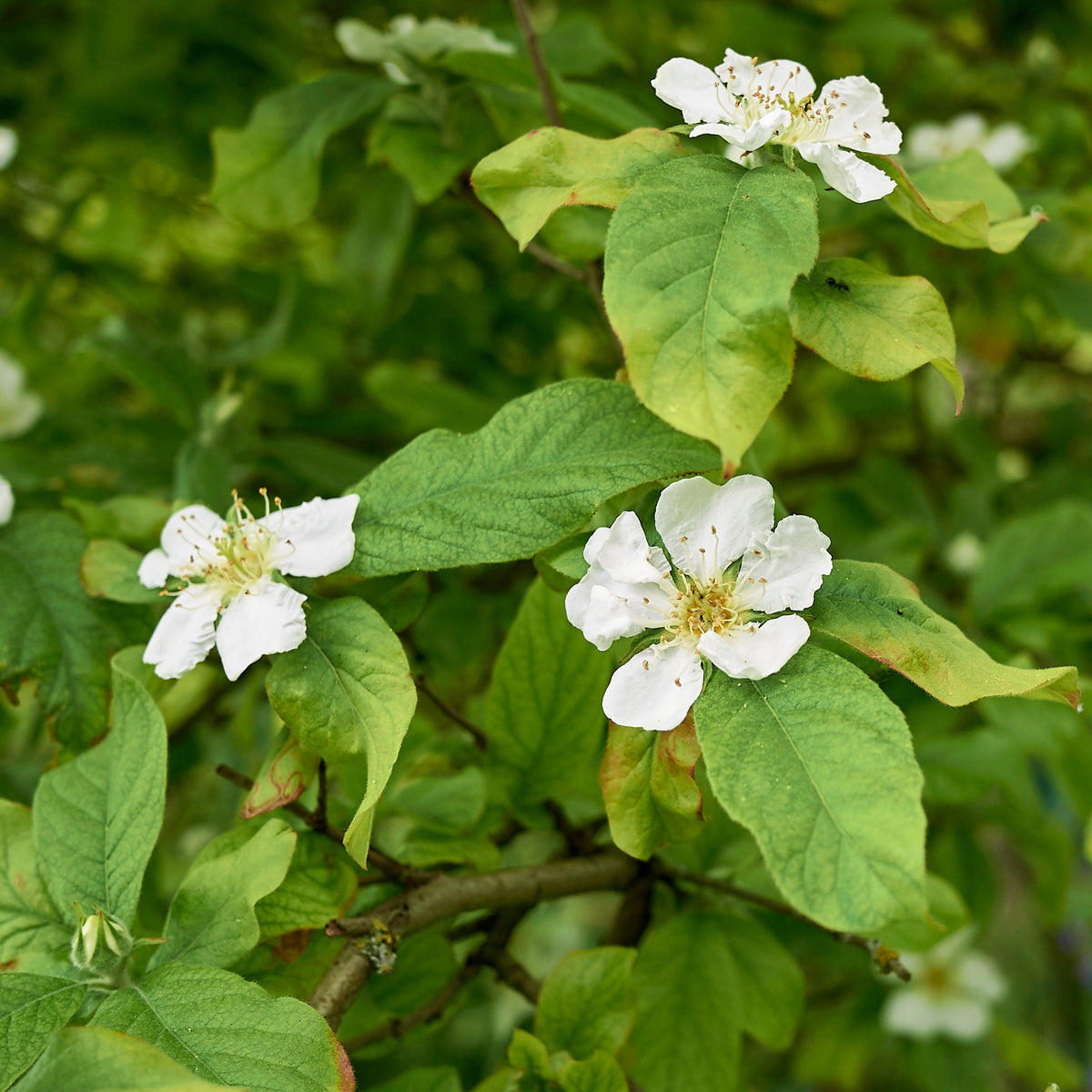 Fruitbomen - Mispel - Mespilus germanica