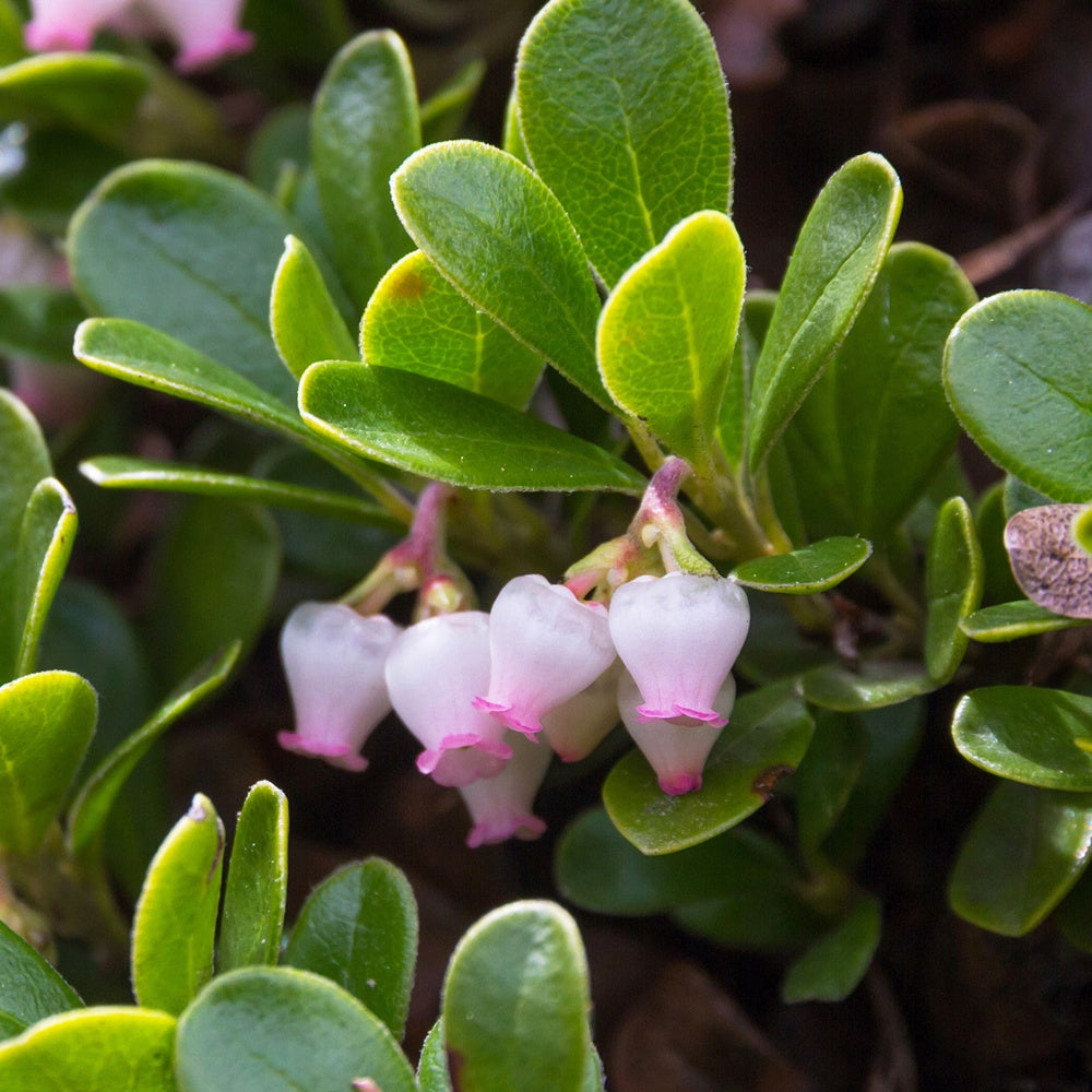 Beredruif - Arctostaphylos uva-ursi - Bakker