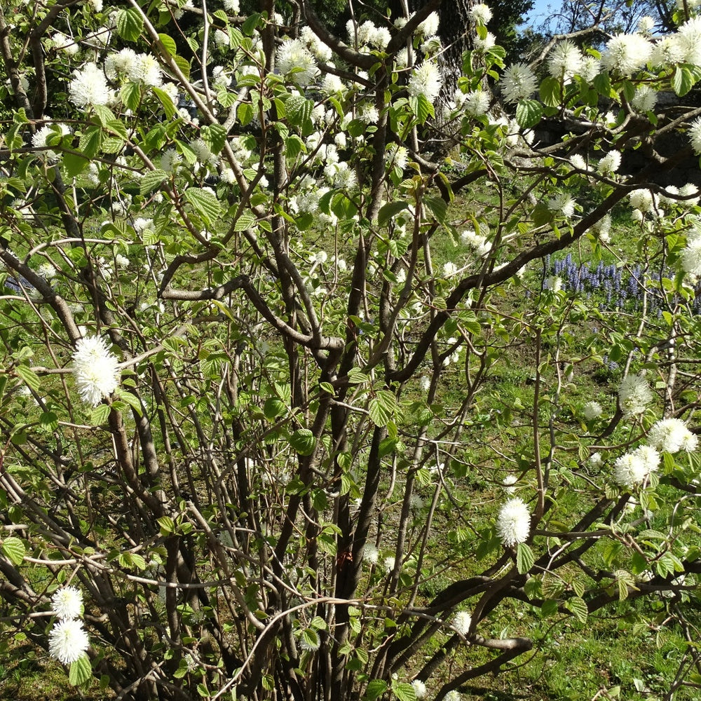 Verkoop Lampenpoetserstruik - Fothergilla major