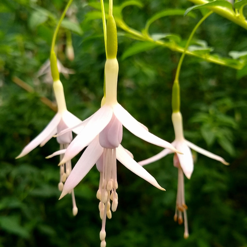 Bellenplant Sharpitor - Bakker