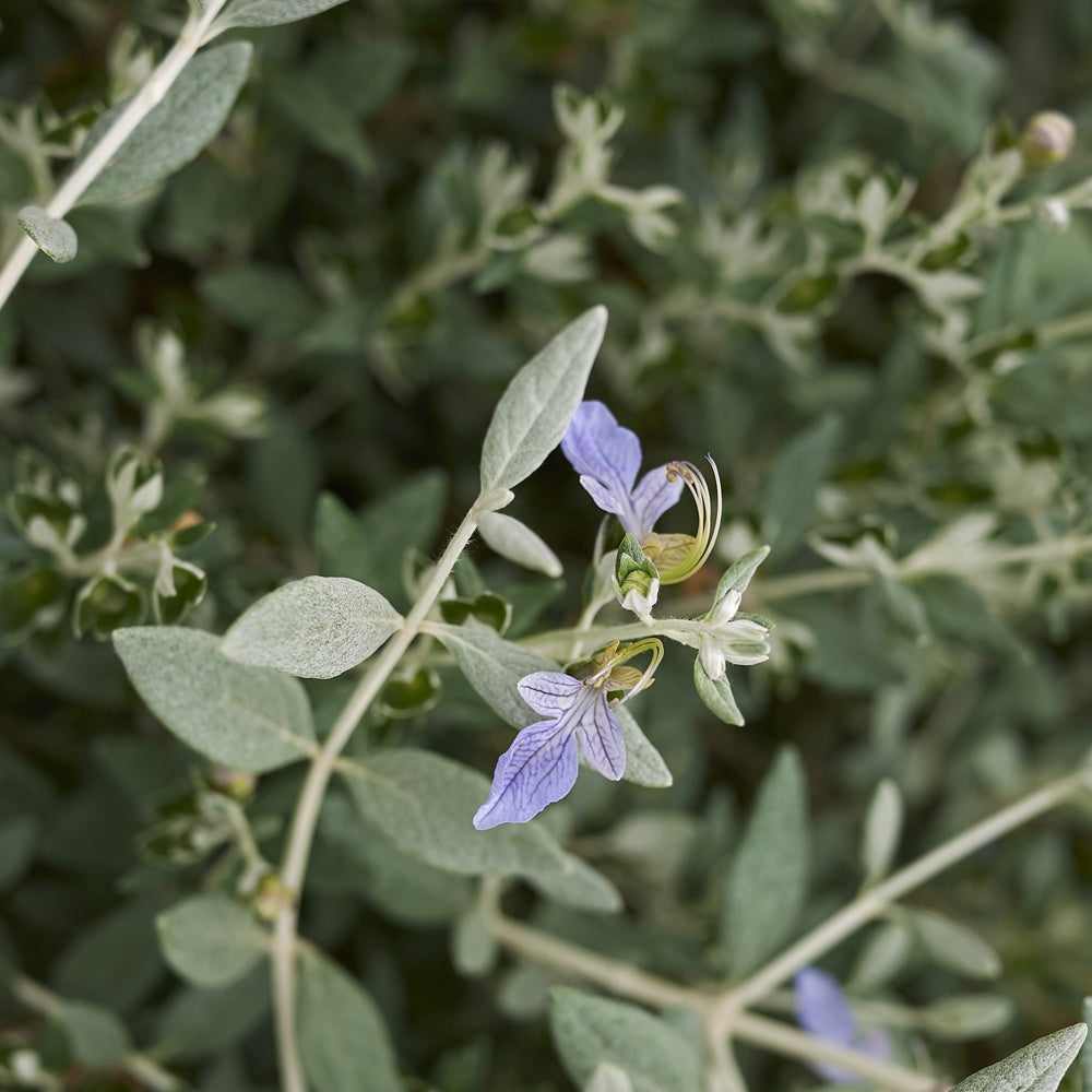Vaste planten - Gamander 'Azureum' - Teucrium fruticans 'azureum'